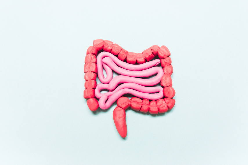 Intestine Model on a Blue Background